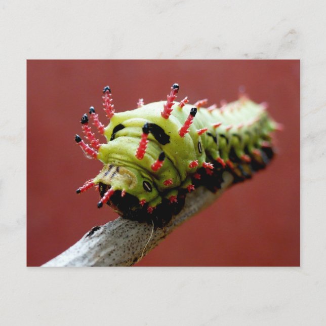 Postal Caterpillar (Anverso)