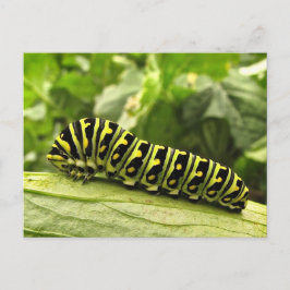 Postal Caterpillar Black Swallowtail