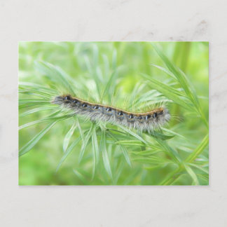 Postal Caterpillar de Tiendas Orientales