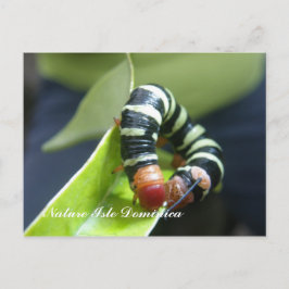 Postal Caterpillar en la hoja