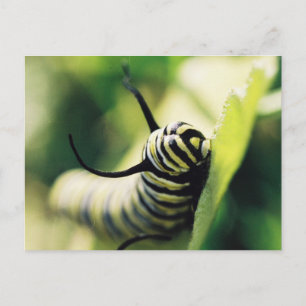 Postal Caterpillar hacia arriba y personal