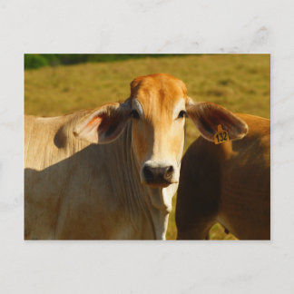 Postal Cathine la vaca linda