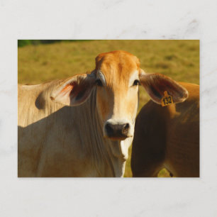 Postal Cathine la vaca linda