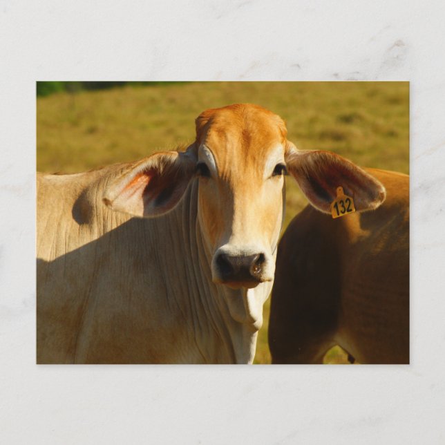 Postal Cathine la vaca linda (Anverso)