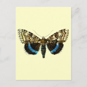 Postal Catocala fraxini