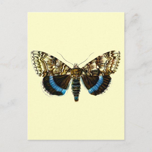 Postal Catocala fraxini (Anverso)