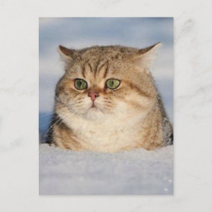 Postal cats_and_snow7