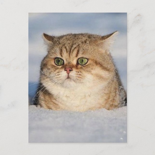 Postal cats_and_snow7 (Anverso)