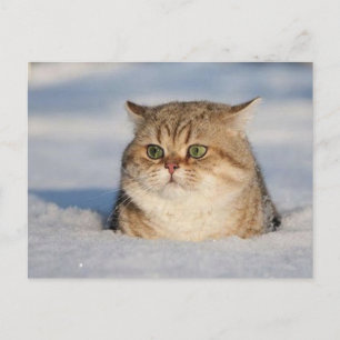 Postal cats_and_snow7