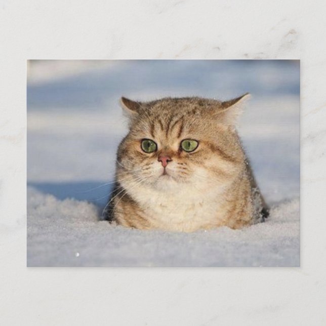 Postal cats_and_snow7 (Anverso)