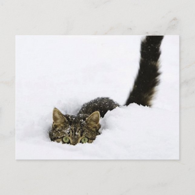 Postal cats_and_snow_ (4) (Anverso)