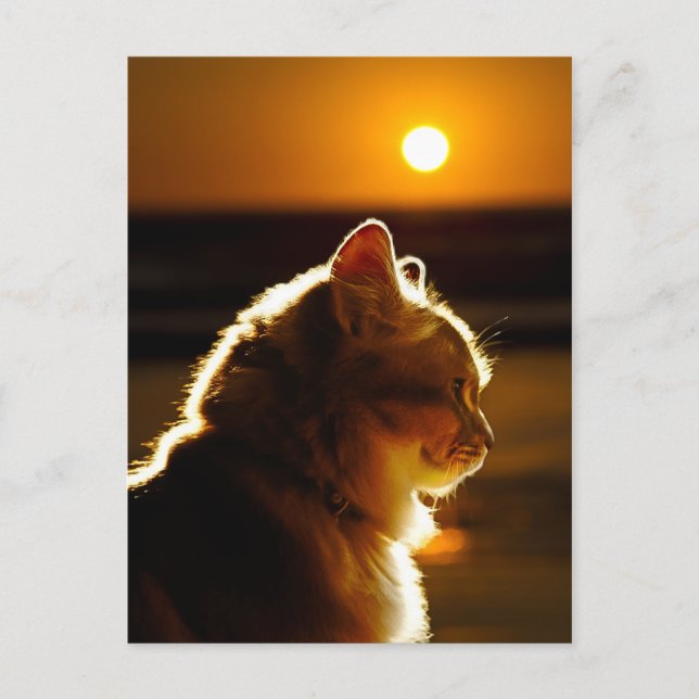 Postal Cats Sunset (Anverso)