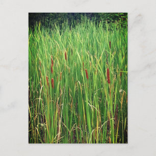 Postal Cattails en Ontario, Canadá