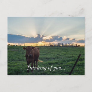 Postal Cattle Farm Sunset