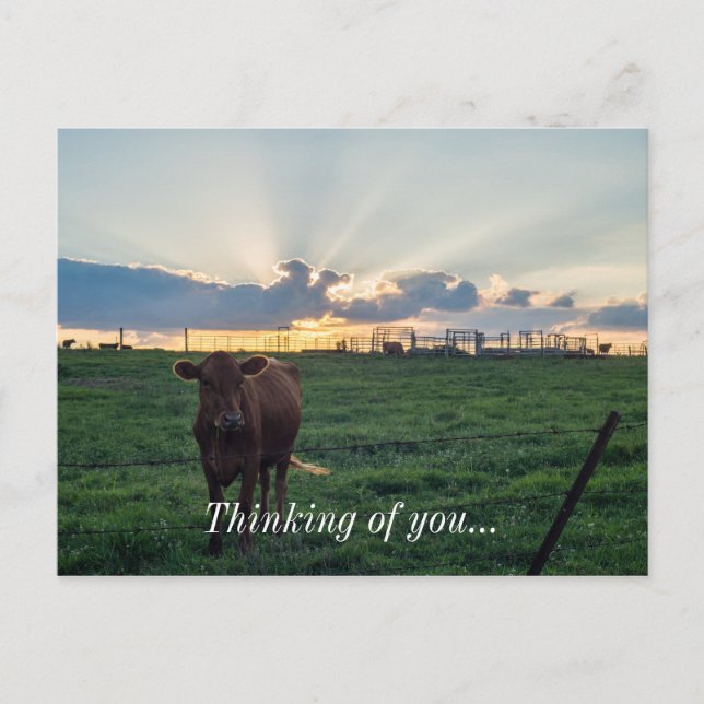 Postal Cattle Farm Sunset (Anverso)