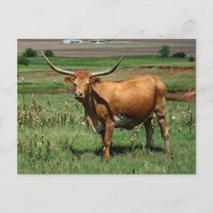 Postal CattlecarD