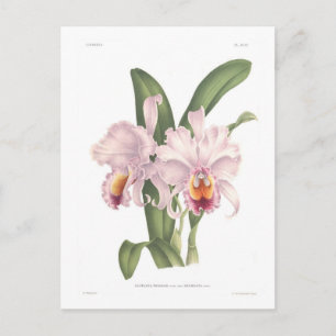 Postal Cattleta trianae var exornata