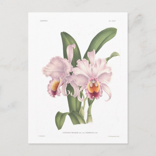 Postal Cattleta trianae var exornata (Anverso)