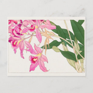 Postal Cattleya de Tanigami Konan