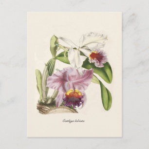 Postal Cattleya labiata