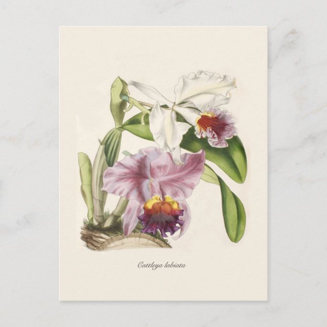 Postal Cattleya labiata (Anverso)
