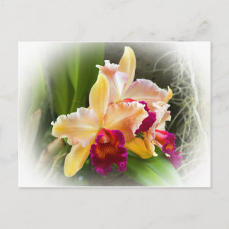 Postal Cattleya Orchid Flower