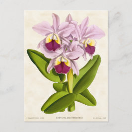Postal Cattleya Orchid Rosa Vintage Botánico