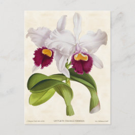 Postal Cattleya Orquídea Blanca Vintage Botánico