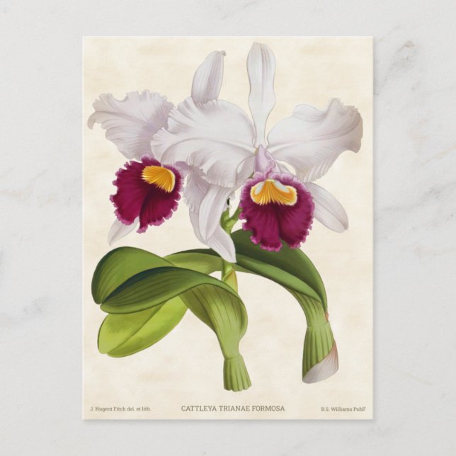 Postal Cattleya Orquídea Blanca Vintage Botánico (Anverso)