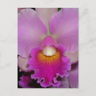 Postal Cattleya púrpura