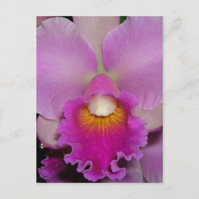 Postal Cattleya púrpura (Anverso)