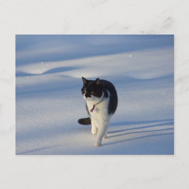 Postal Catwalk CC0093 (Anverso)