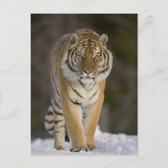 Postal Cautiva, Duluth, Minnesota, Estados Unidos (Anverso)