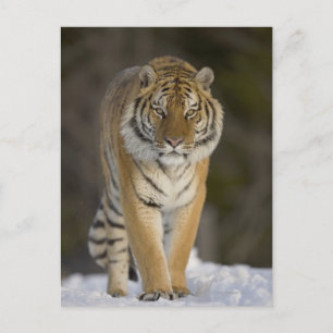 Postal Cautiva, Duluth, Minnesota, Estados Unidos