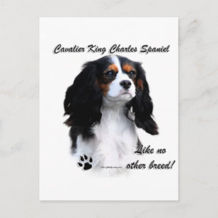 Postal Cavalier como ninguna otra raza