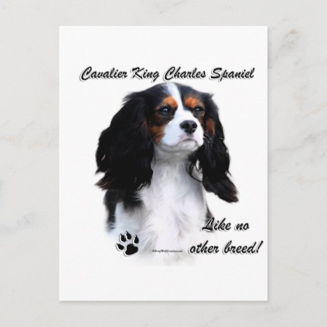 Postal Cavalier como ninguna otra raza (Anverso)