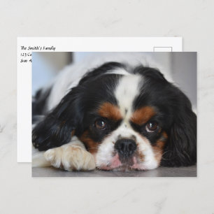 Postal Cavalier de tres colores King Charles Spaniel Perr