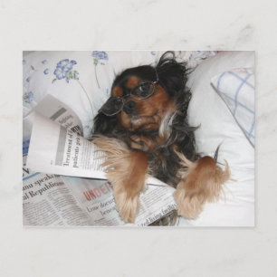 Postal Cavalier King Charles en la cama leyendo el periód