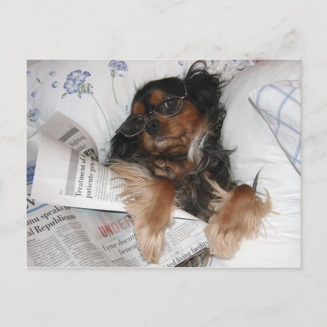 Postal Cavalier King Charles en la cama leyendo el periód (Anverso)