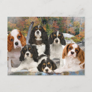 Postal Cavalier King Charles no puede tener un solo regal