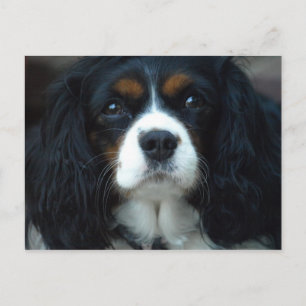 Postal Cavalier King Charles Postcard