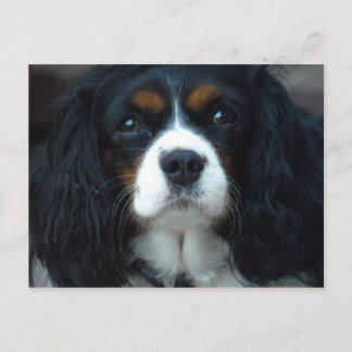 Postal Cavalier King Charles Postcard
