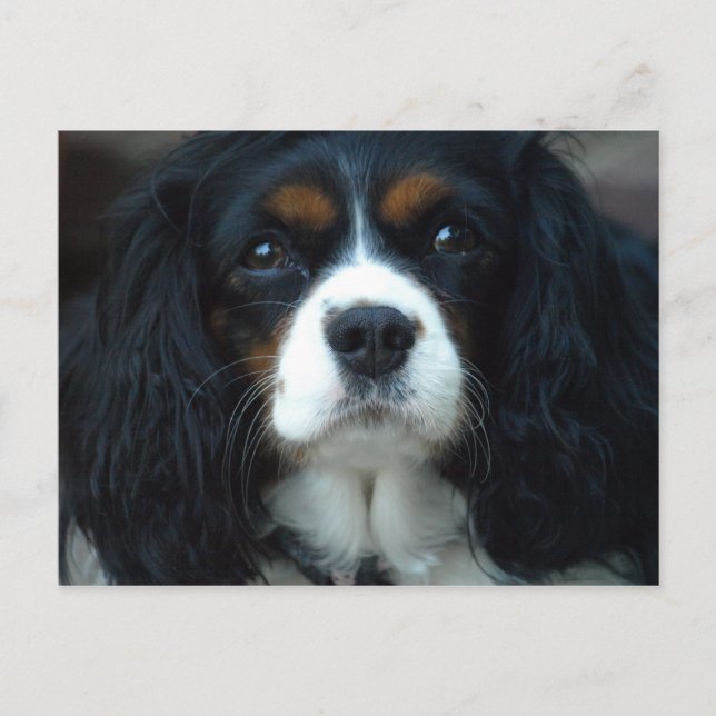 Postal Cavalier King Charles Postcard (Anverso)