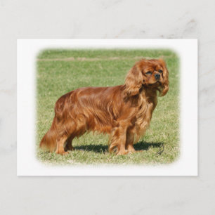 Postal Cavalier King Charles Spaniel