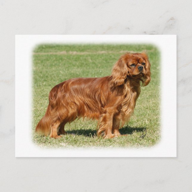 Postal Cavalier King Charles Spaniel (Anverso)