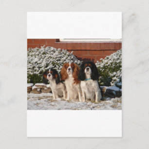 Postal Cavalier King Charles Spaniel