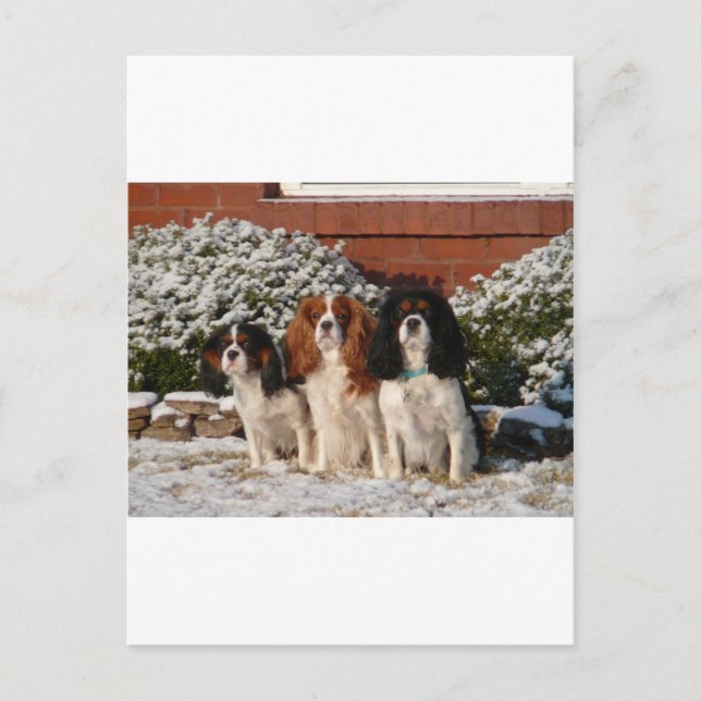 Postal Cavalier King Charles Spaniel (Anverso)