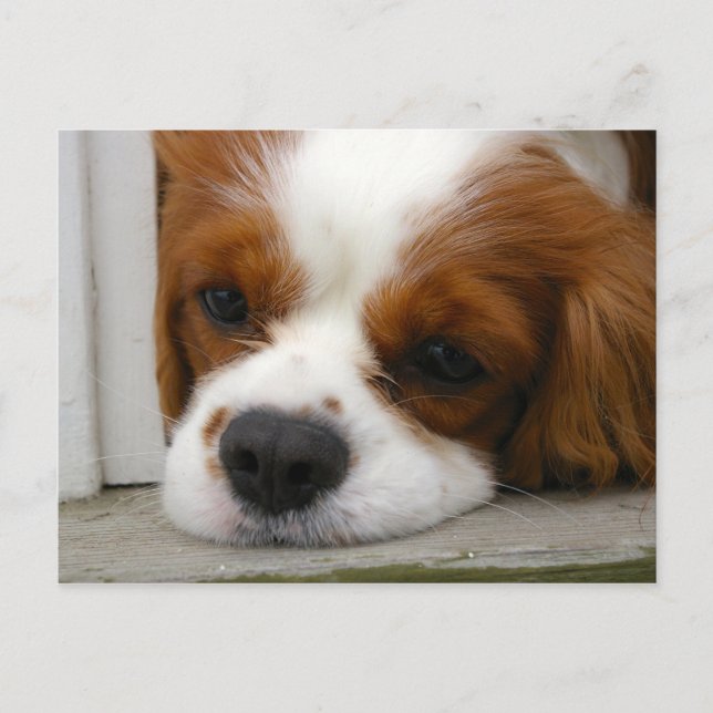 Postal Cavalier King Charles Spaniel (Anverso)