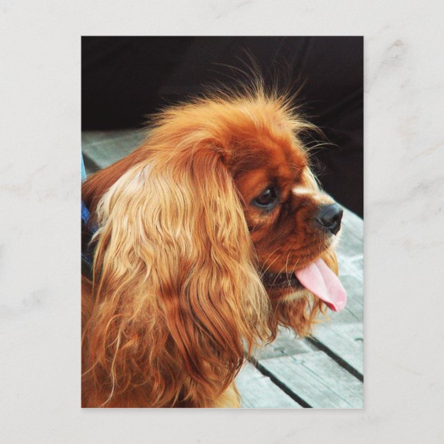 Postal Cavalier King Charles Spaniel (Anverso)