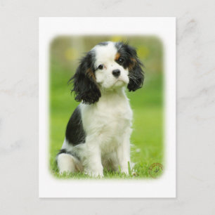 Postal Cavalier King Charles Spaniel
